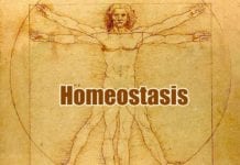 Homeostasis