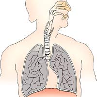 Respiratory System