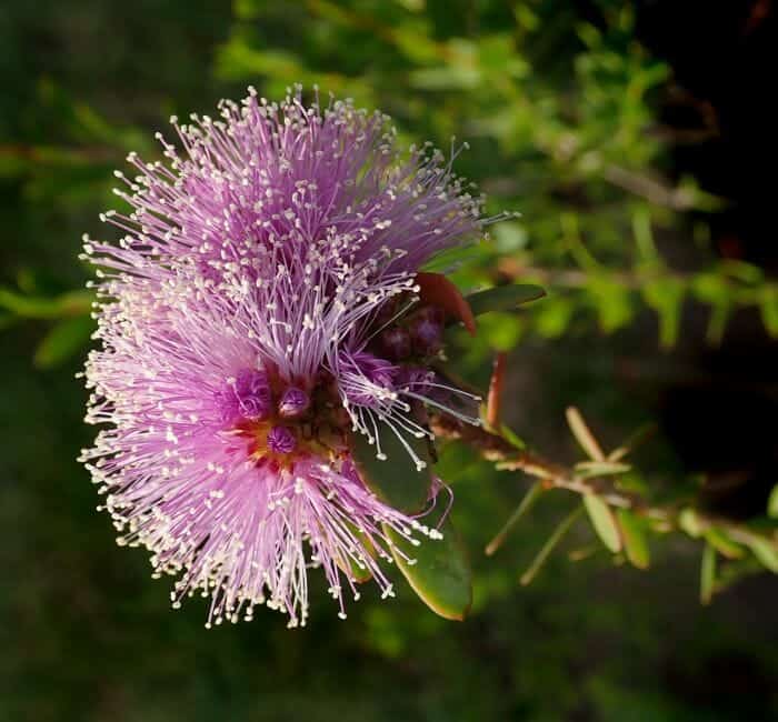 Honey Myrtle