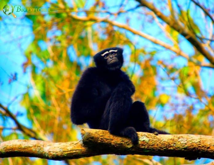 Western Hoolock Gibbon Characteristics | Hoolock Hoolock Facts