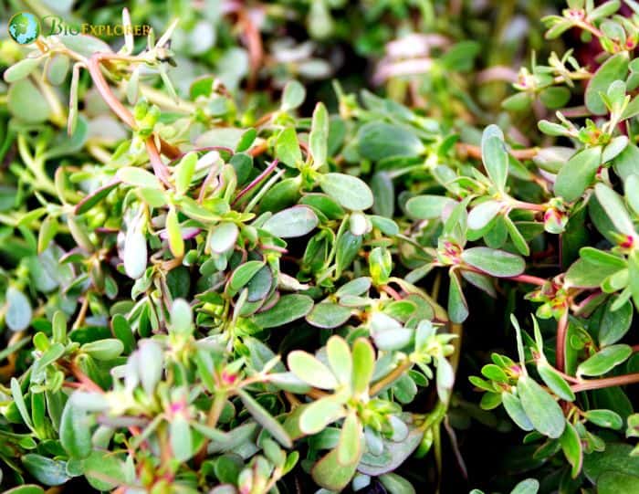 Horse Purslane 