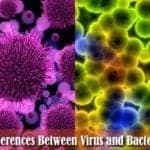 how are virus different from bacteria?