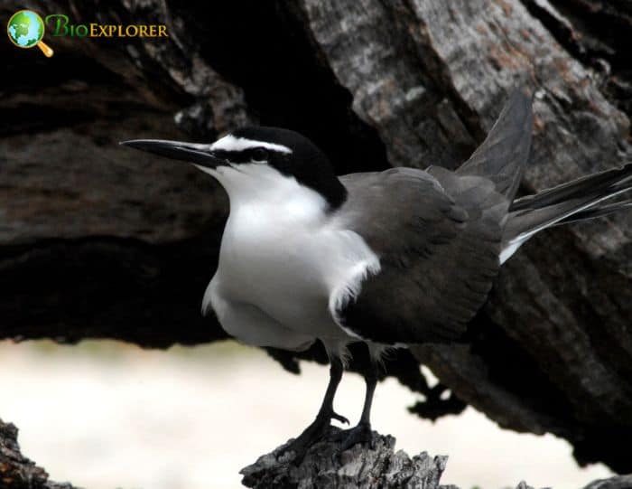 how big is a sooty tern??