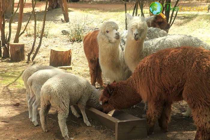 How Do Alpacas Hunt?