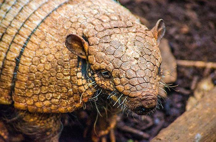 How do armadillos hunt?