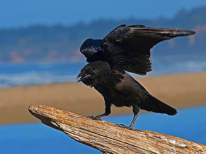 How Do Crows Hunt?