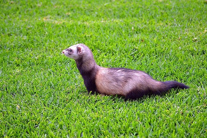 How Do Ferrets Hunt?