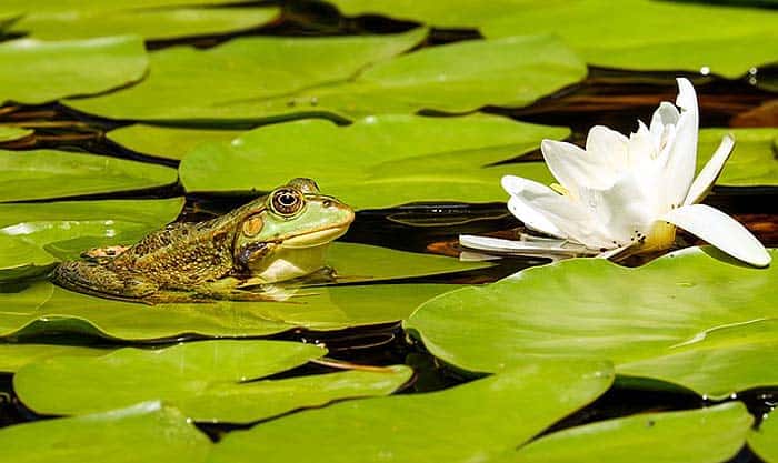 how do frogs hunt?