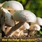 How Do Fungi Reproduce?