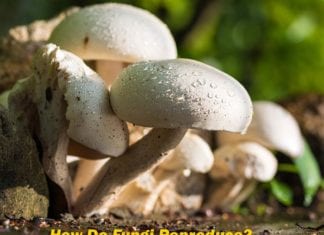 How Do Fungi Reproduce?