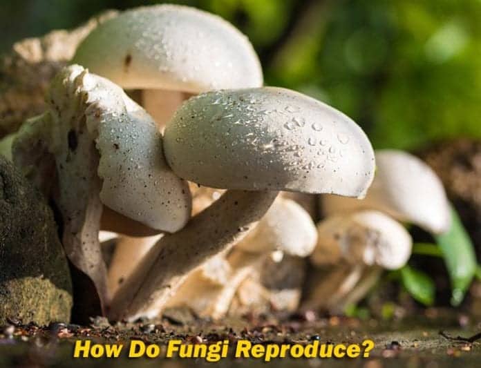 How Do Fungi Reproduce?