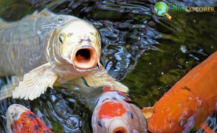 How Do Koi Fish Hunt?