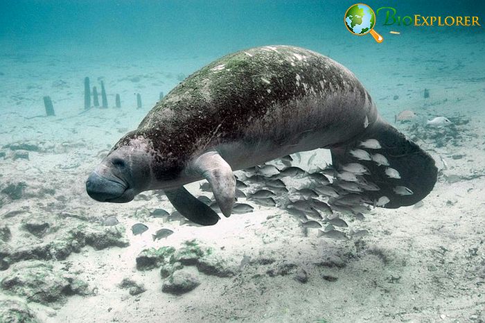 How Do Manatees Hunt?