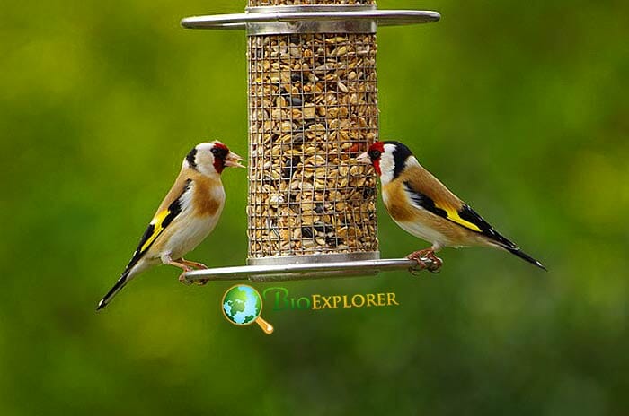 How Do Nesting Goldfinches Get Their Food Nutrients?