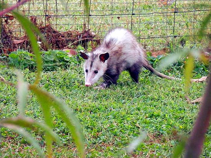 How Do Possums Hunt?