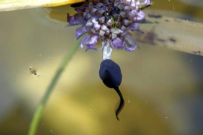 How do tadpoles hunt?