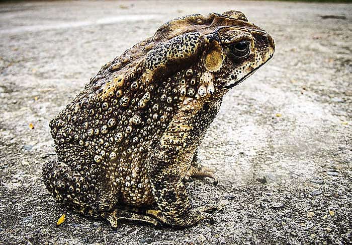 How do toads hunt?