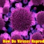 how do viruses reproduce?