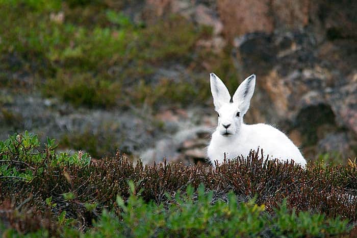 how do wild rabbits hunt?