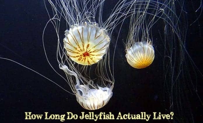 how long do jellyfish live?