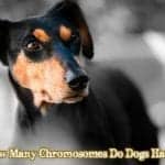 How Many Chromosomes Do Dogs Have?