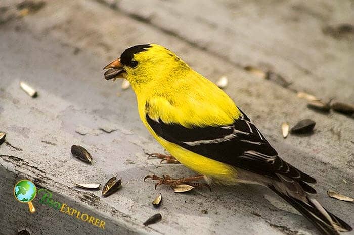 How Much Do Goldfinches Eat?