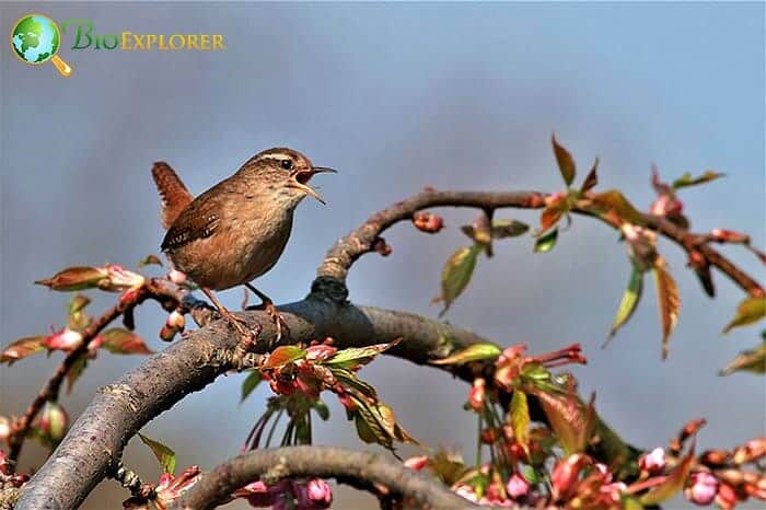 How Much Do Wrens Eat?