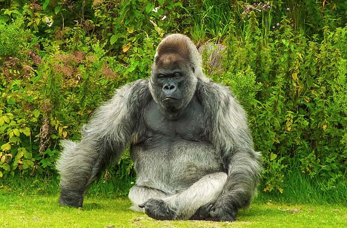 how much do gorilla eat?