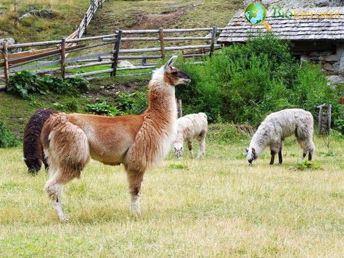 How Often Do Alpacas Eat?