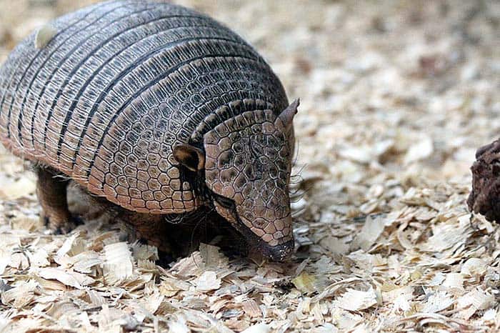 How often do armadillos eat?