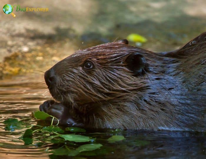 How often do beavers eat?