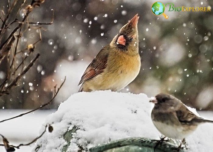 How Often Do Cardinals Eat?