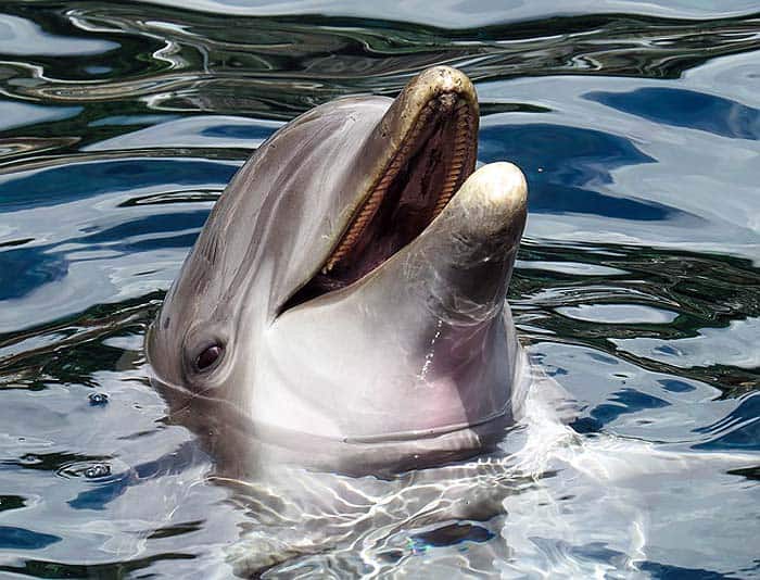 how often do dolphins eat?