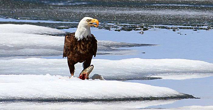 How Often Do Eagles Eat?