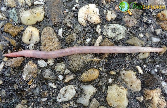 How Often Do Earthworms Eat