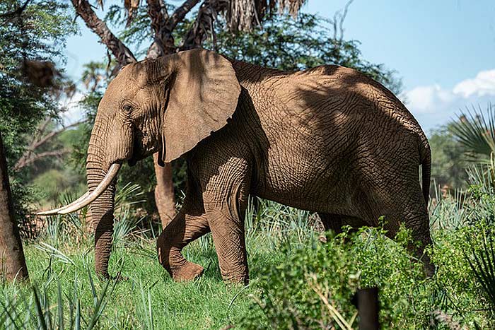 How often do elephants eat?