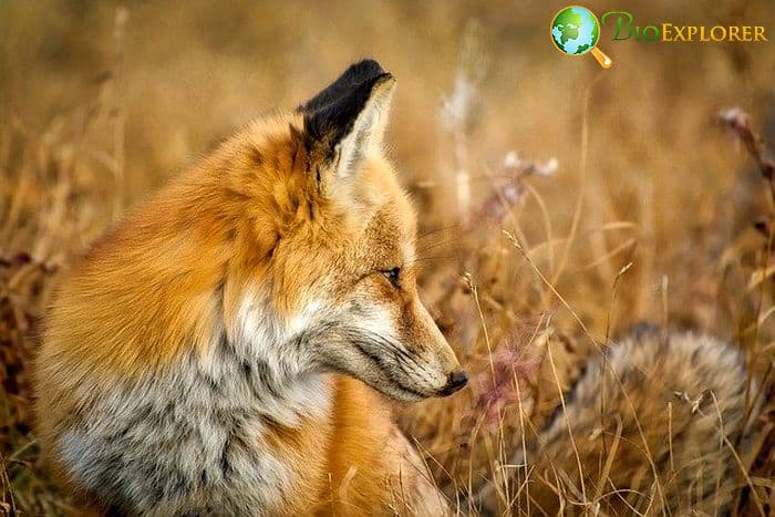 How Often Do Foxes Eat?