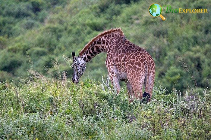 How Often Do Giraffes Eat