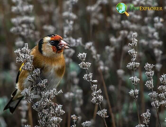 How Often Do Goldfinches Eat?