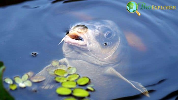 How Often Do Koi Fish Eat?