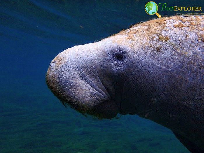 How Often Do Manatees Eat?