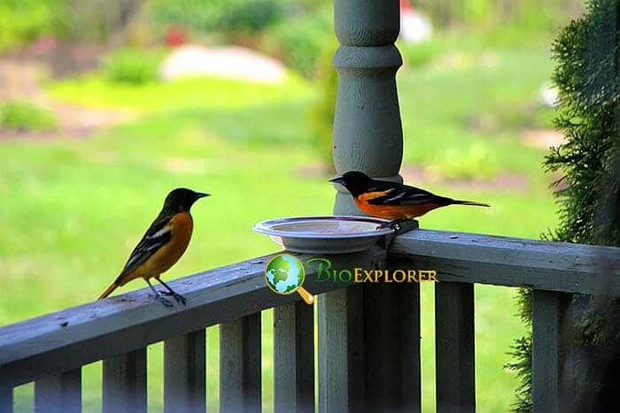 How Often Do Orioles Eat?