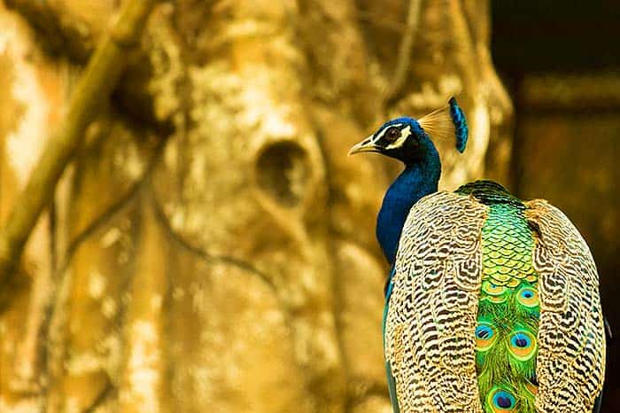 How often do peacocks eat?