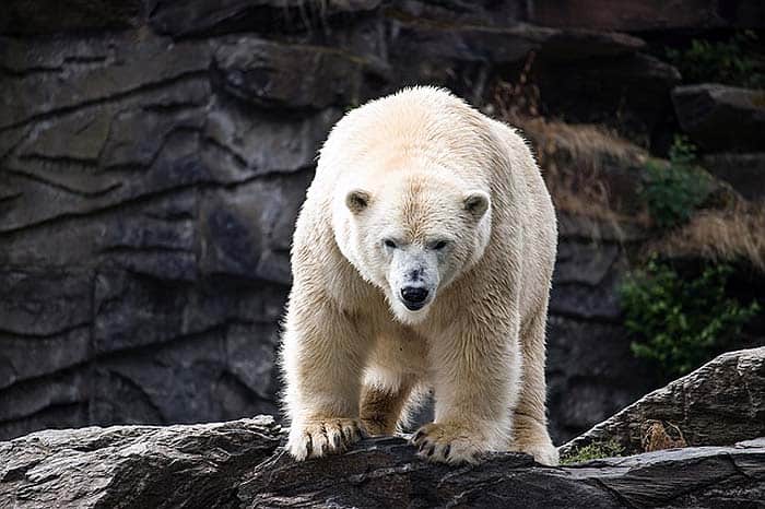 how often do polar bears eat?