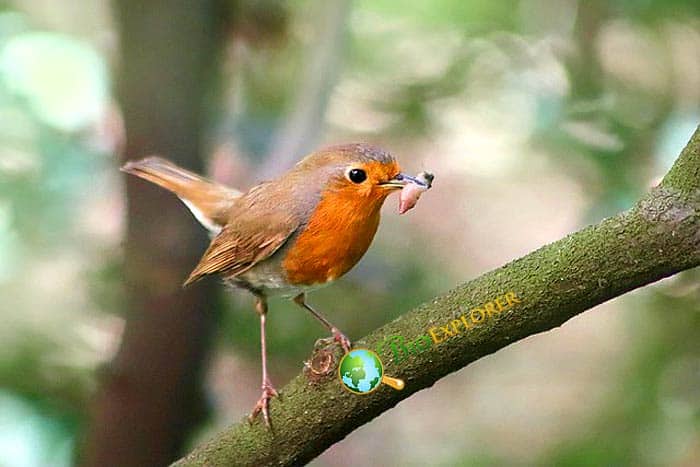 How Often Do Robins Eat?