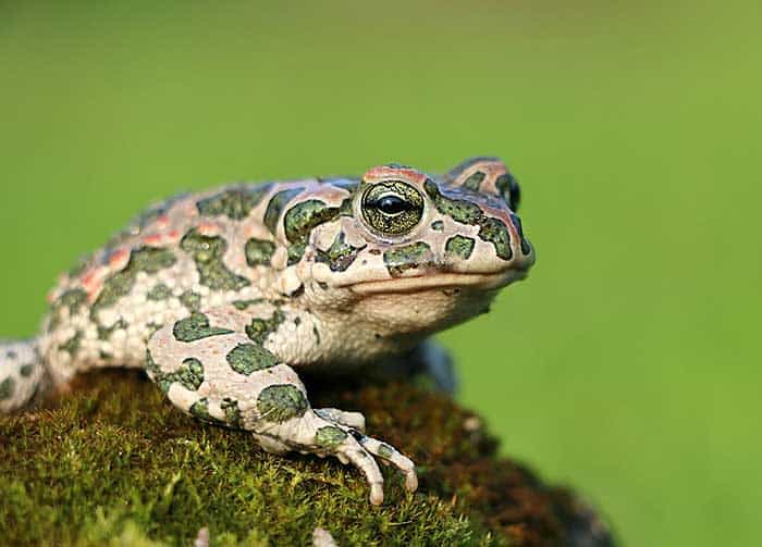 How often do toads eat?