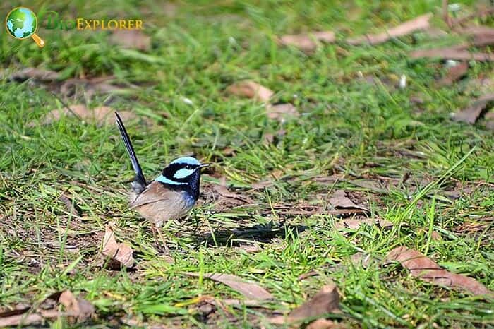 How Often Do Wrens Eat?