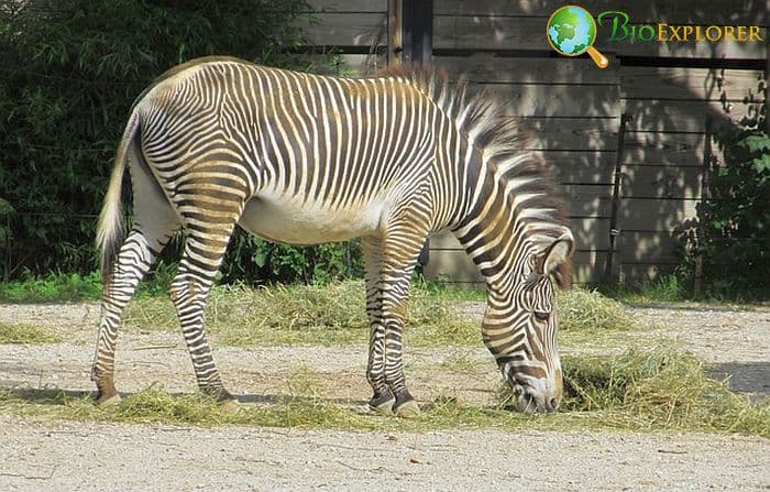 How Often Do Zebras Eat?