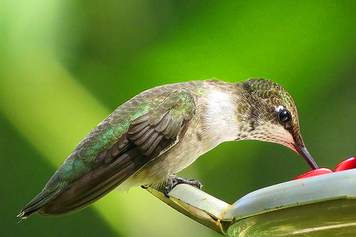 how often hummingbirds eat?