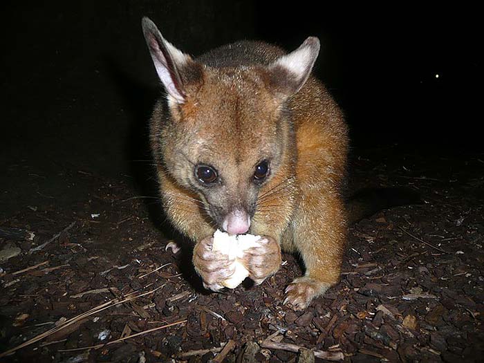 How Often Do Possums Eat?